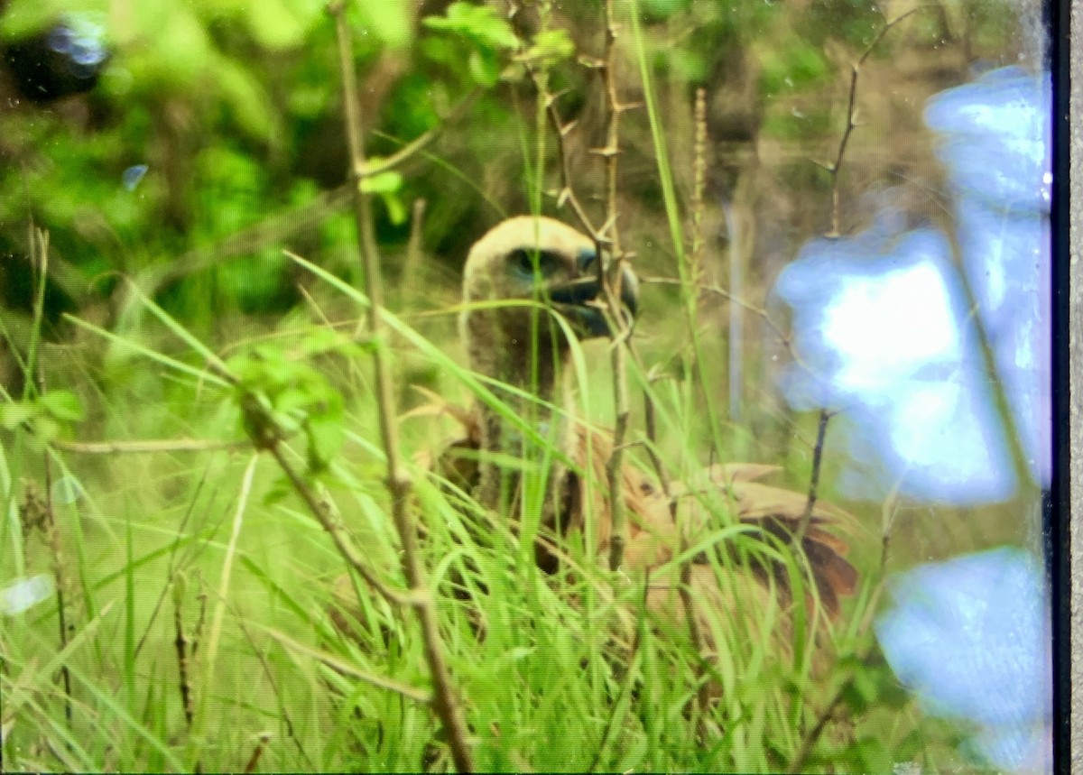 Eurasian Griffon - Amsis Panta
