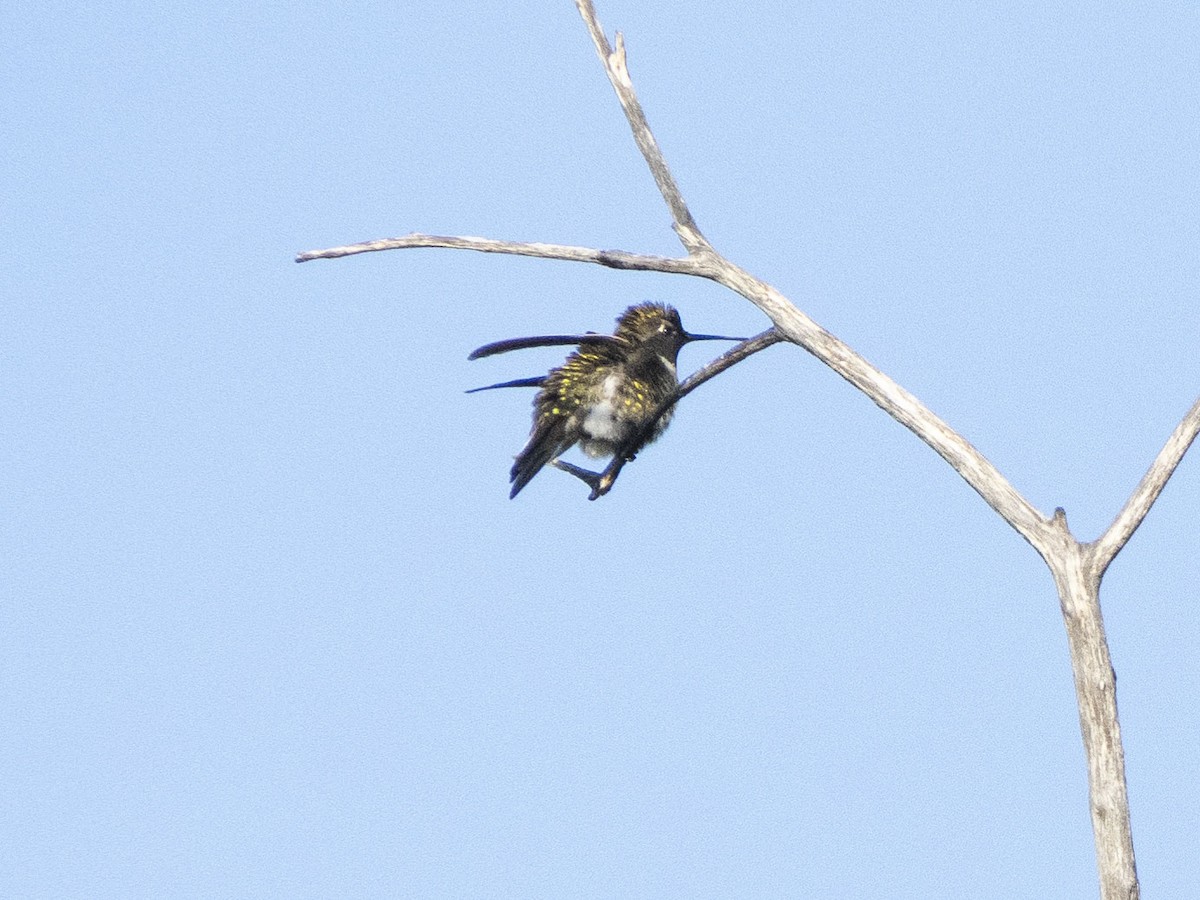 Anna's Hummingbird - ML619017440