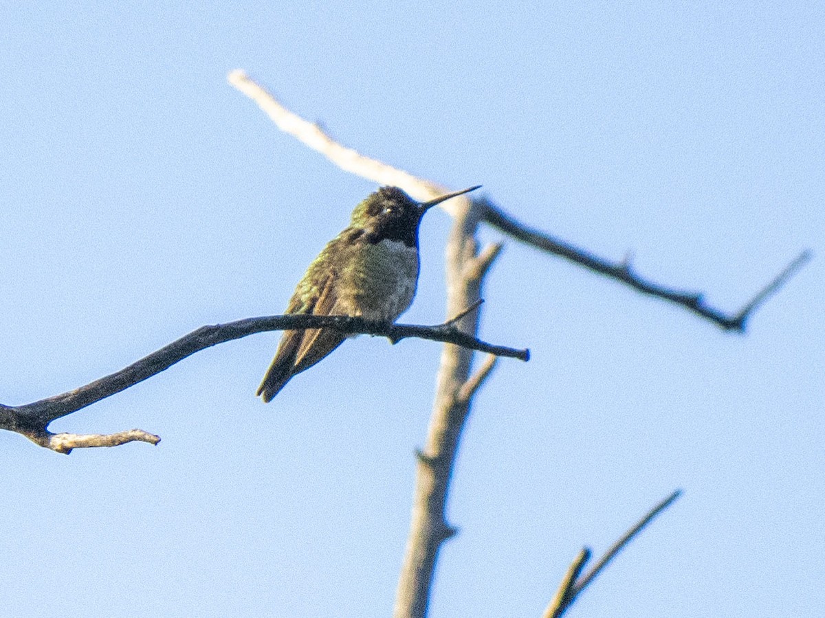 rødmaskekolibri - ML619017458