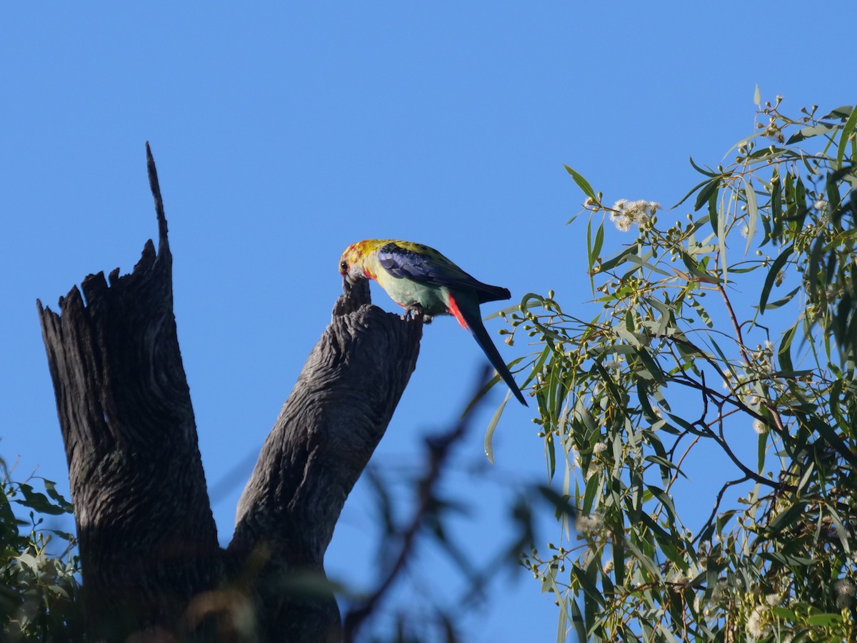 Rosella- x Blasskopfsittich (Hybrid) - ML619017472