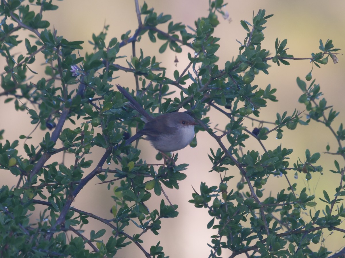 Superb Fairywren - ML619017489