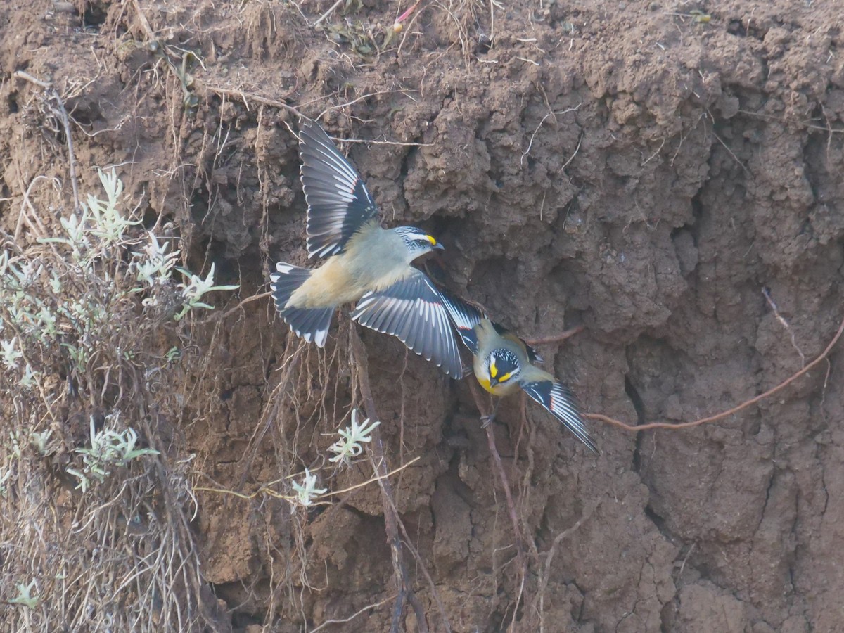 Pardalote Estriado - ML619017499