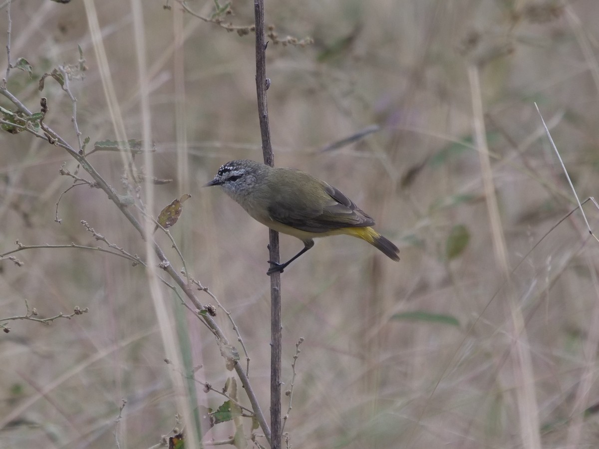 Yellow-rumped Thornbill - Frank Coman