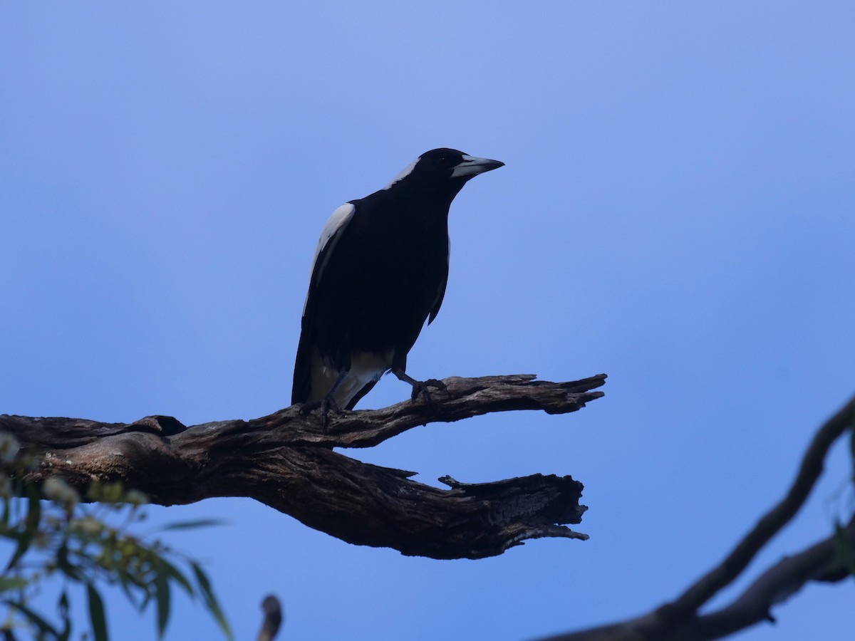 Australian Magpie - ML619017510