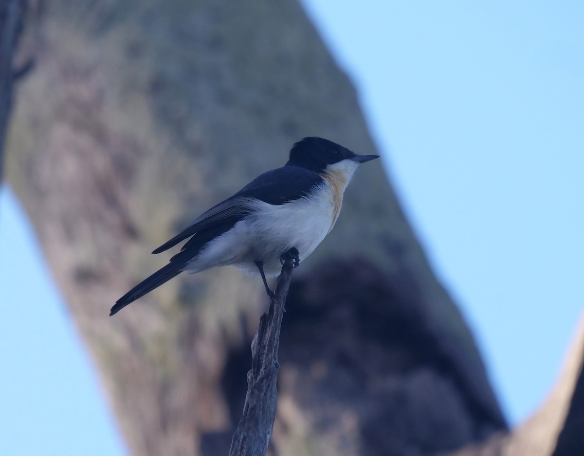 Restless Flycatcher - ML619017520