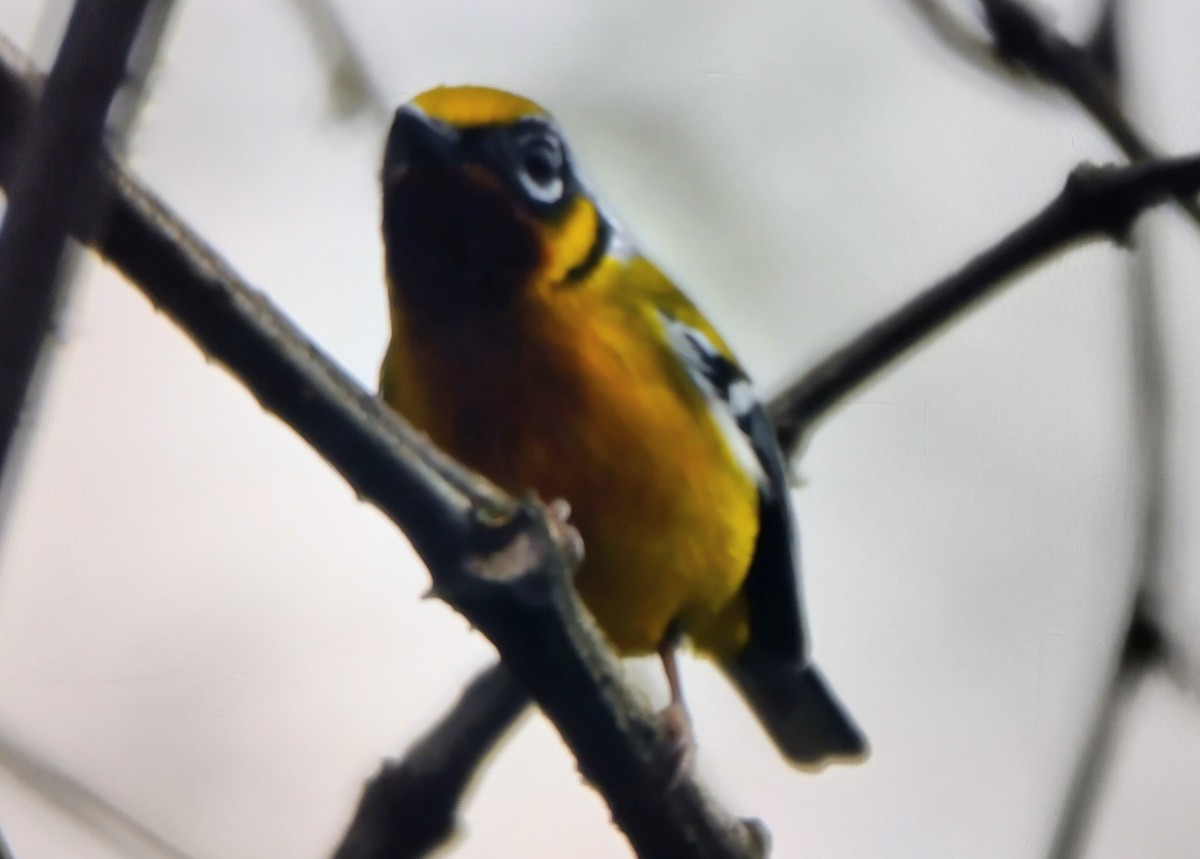 Black-eared Shrike-Babbler - SOVON PARBAT
