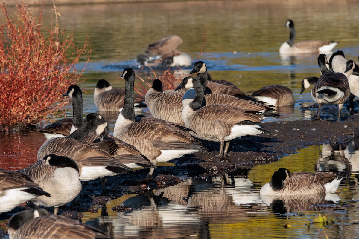 Canada Goose - ML619017570