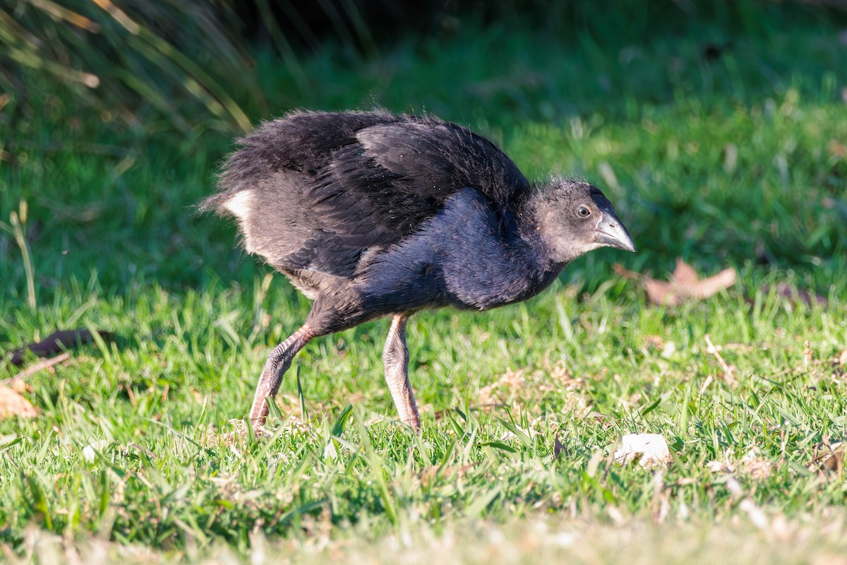 Australasian Swamphen - ML619017589