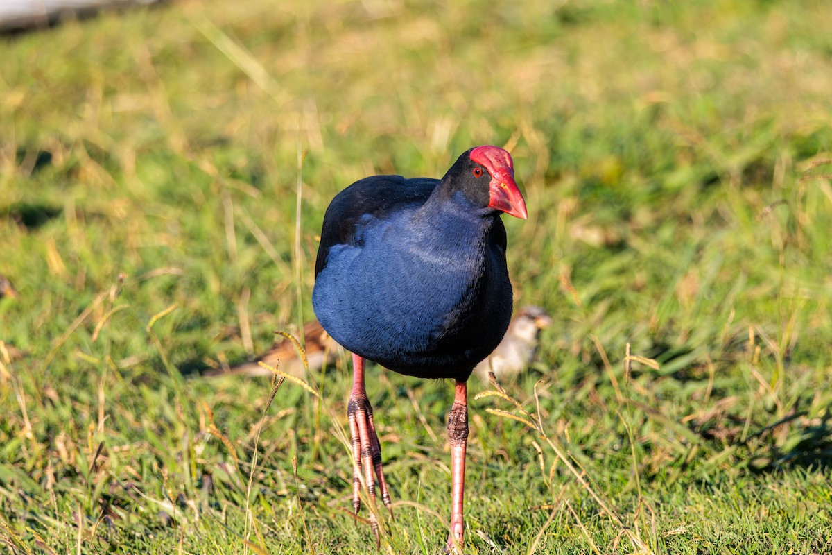 Australasian Swamphen - ML619017590