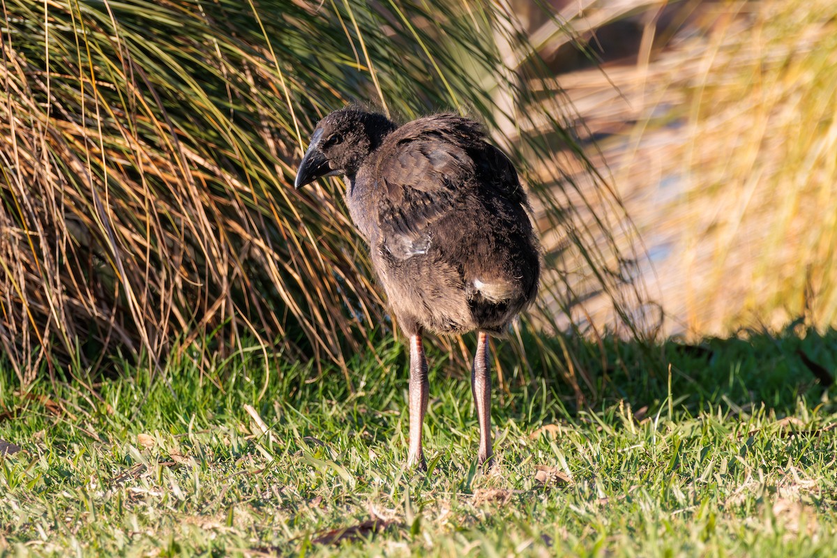 Australasian Swamphen - Pierce Louderback