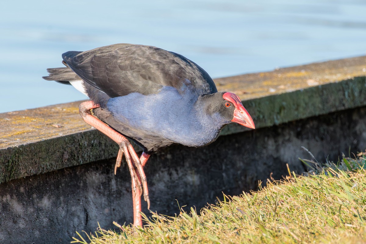 Australasian Swamphen - ML619017593