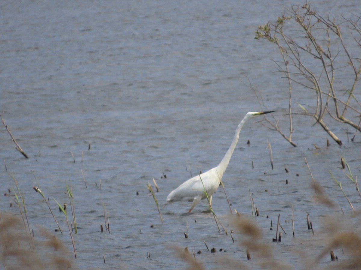 Great Egret - christopher stuart elmer