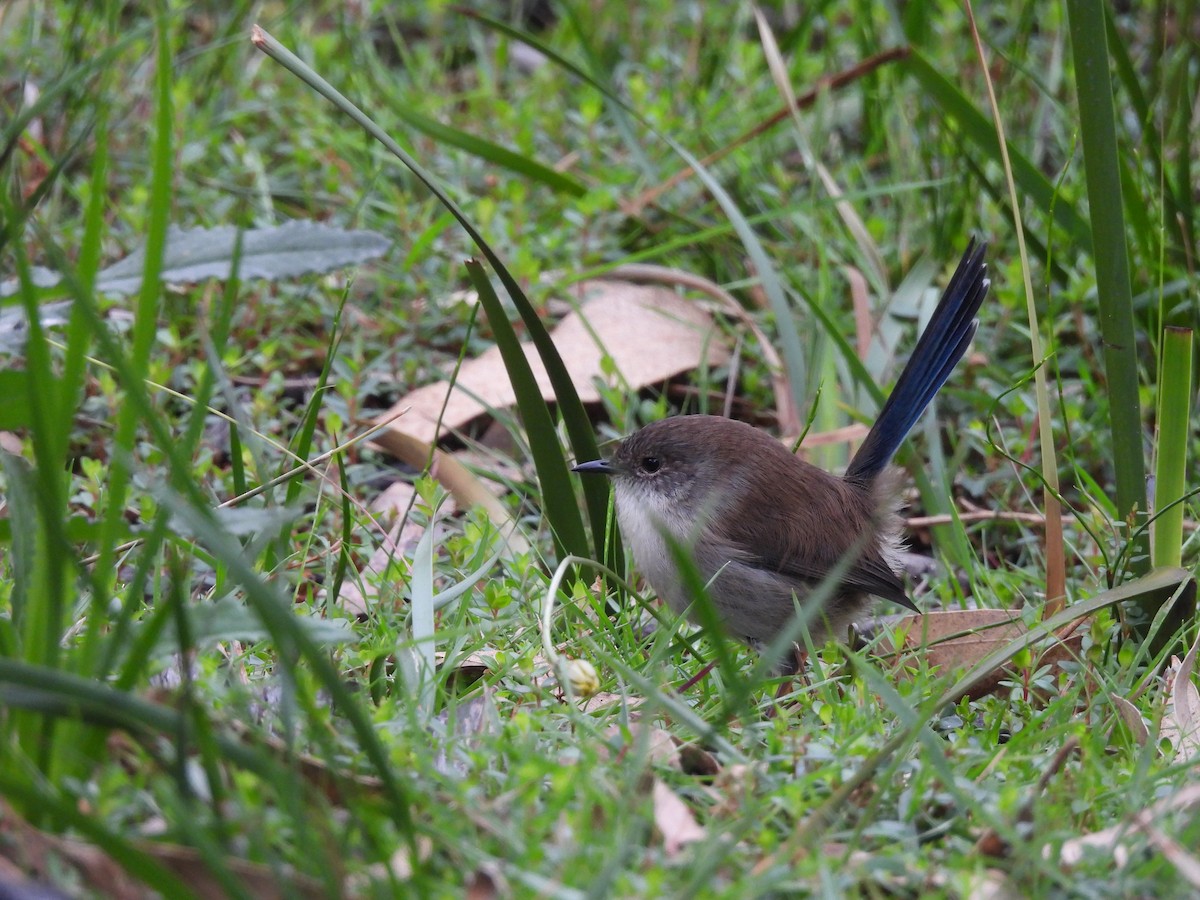 Superb Fairywren - ML619017606