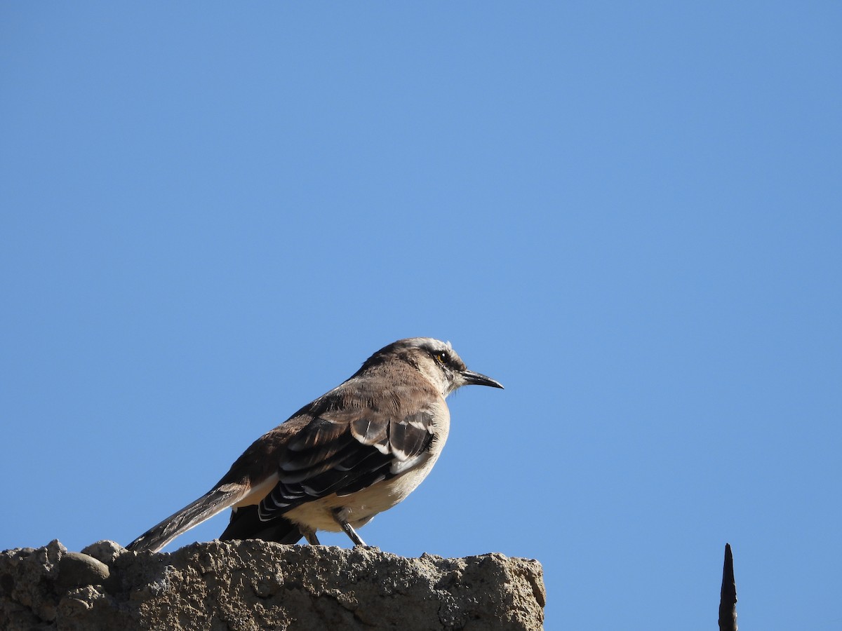Brown-backed Mockingbird - ML619017607