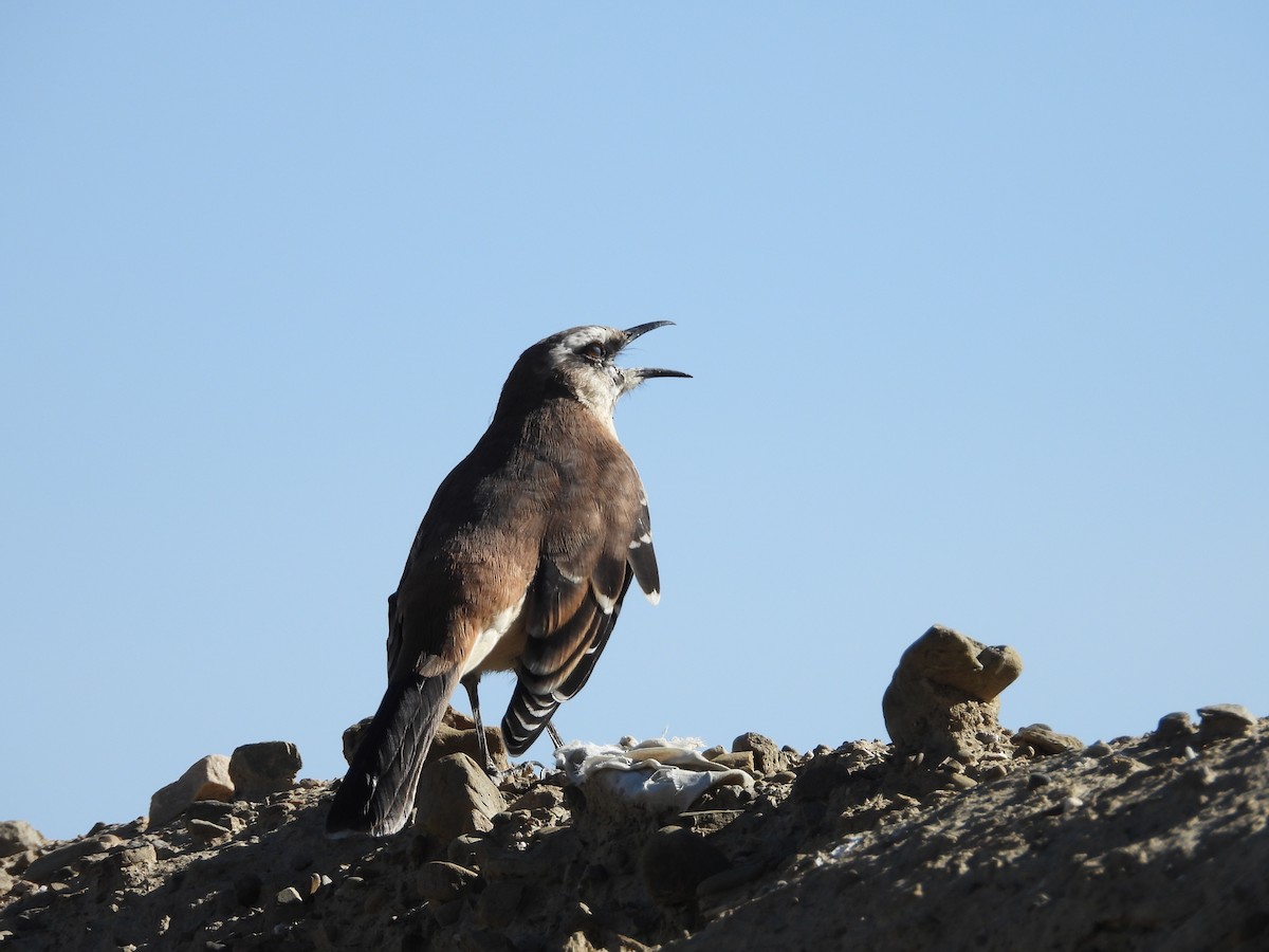 Brown-backed Mockingbird - ML619017608