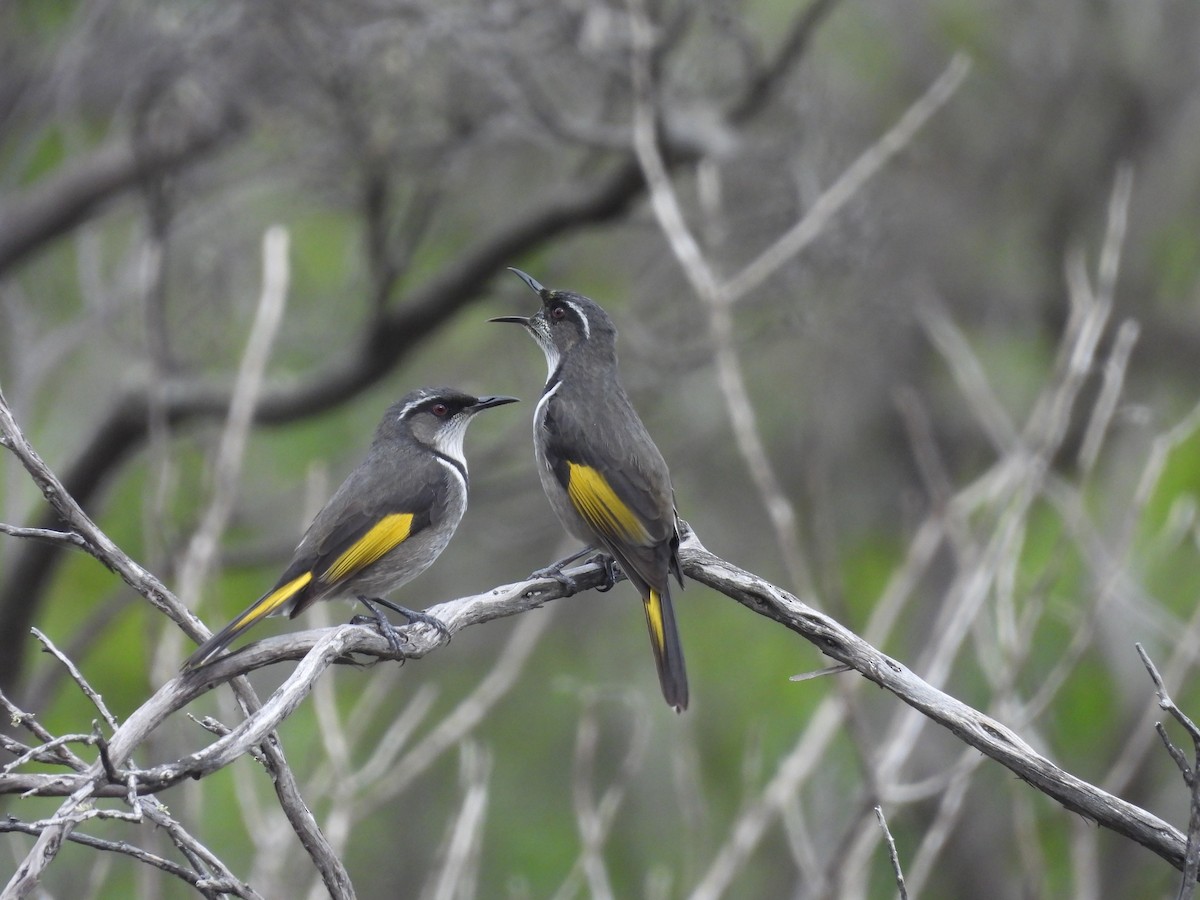 Crescent Honeyeater - ML619017609