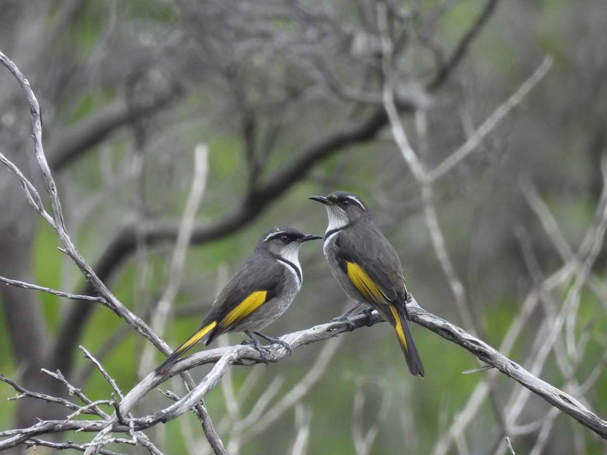 Crescent Honeyeater - ML619017610