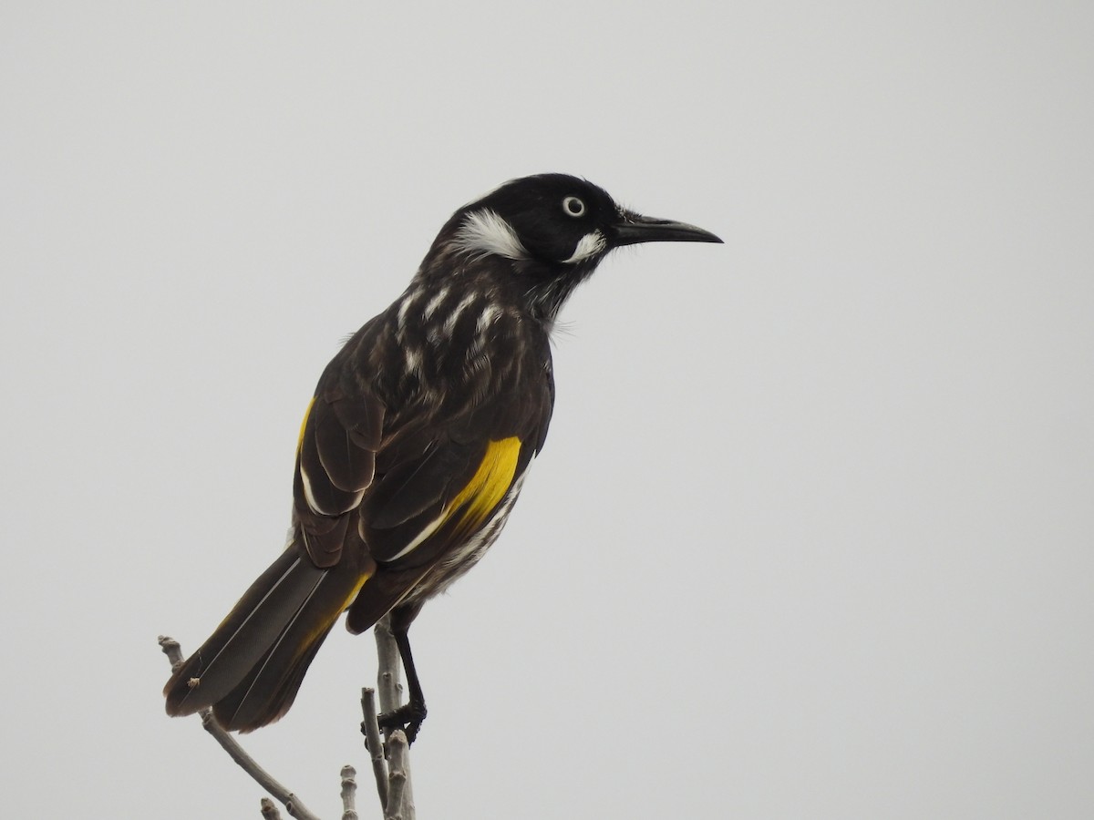 New Holland Honeyeater - ML619017613