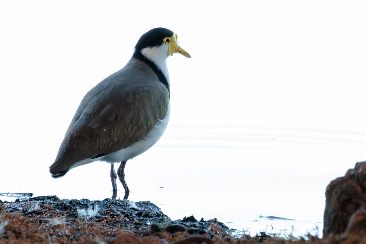 Masked Lapwing - ML619017622