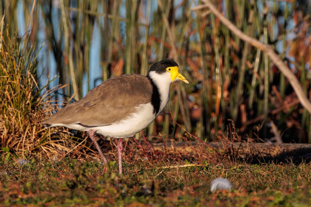 Masked Lapwing - ML619017623