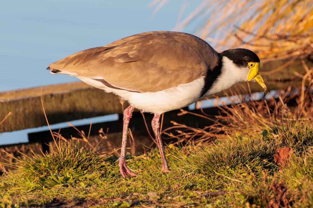 Masked Lapwing - ML619017624