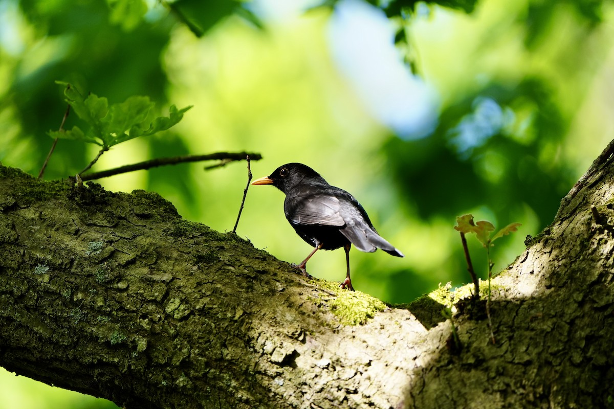 Eurasian Blackbird - ML619017631