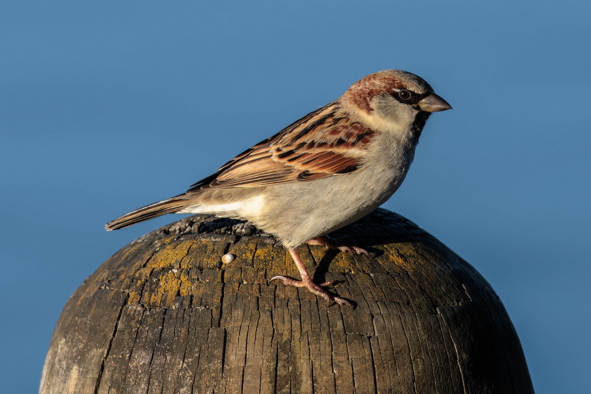 House Sparrow - ML619017632