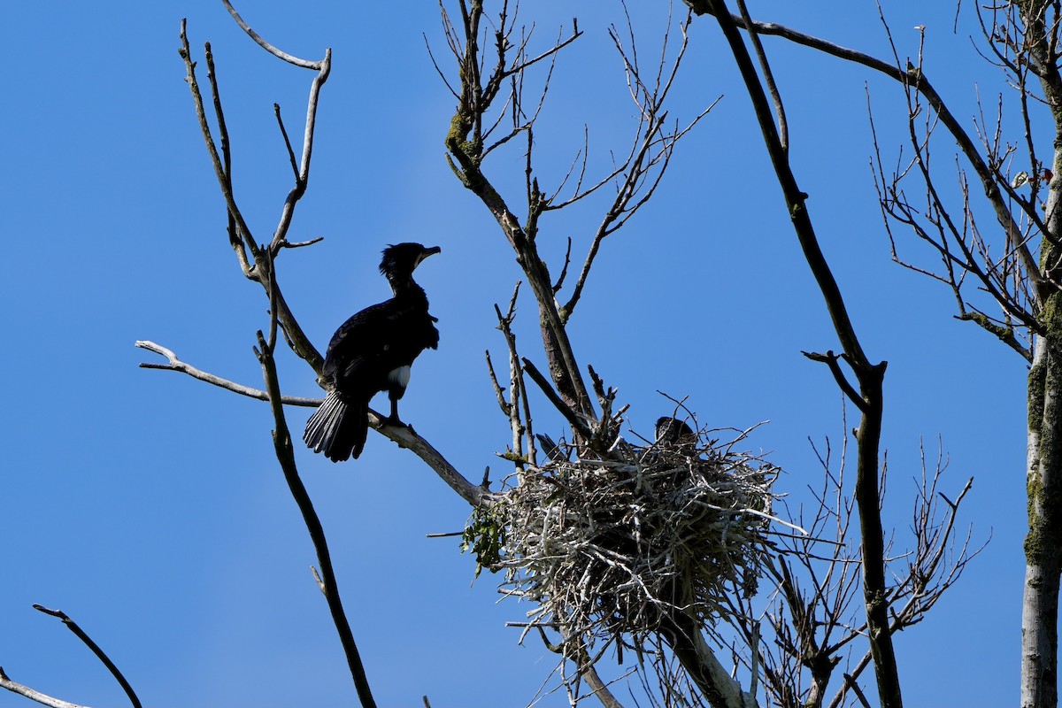 Cormorán Grande - ML619017646