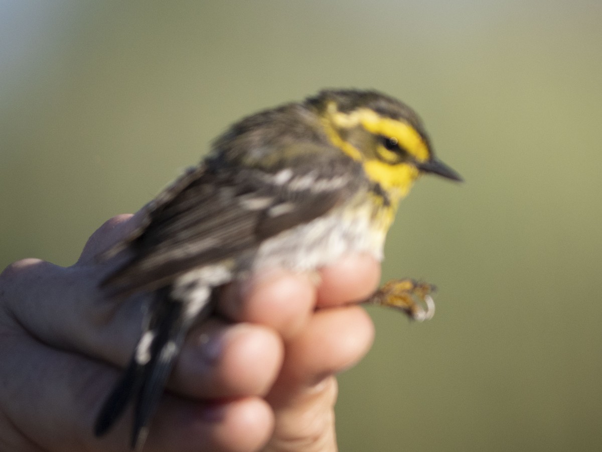 Townsend's Warbler - ML619017648