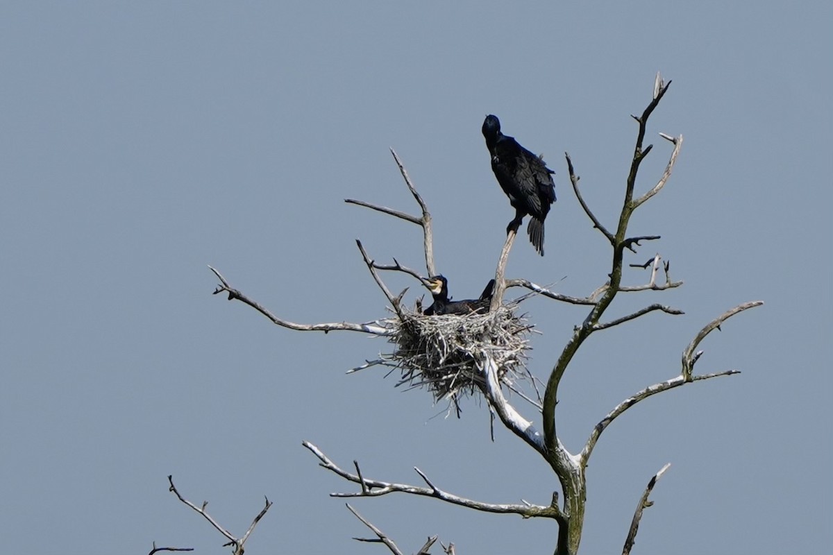 Great Cormorant - Willem Van Bergen