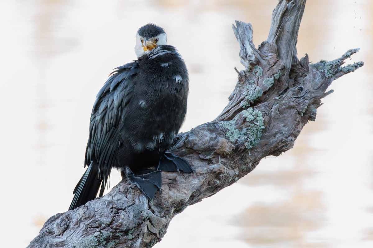 Little Pied Cormorant - ML619017652