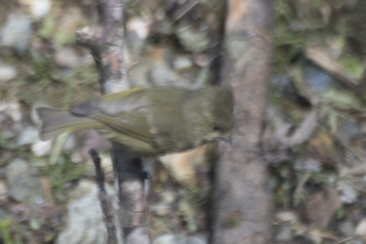 Yellow-browed Tit - SOVON PARBAT