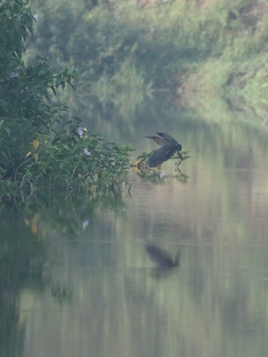 Black Bittern - Dharma Giri