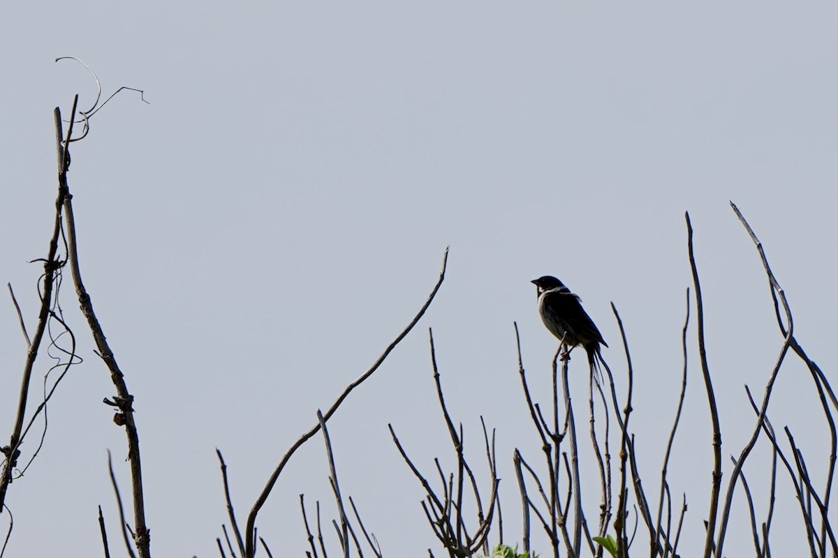 Reed Bunting - Anonymous