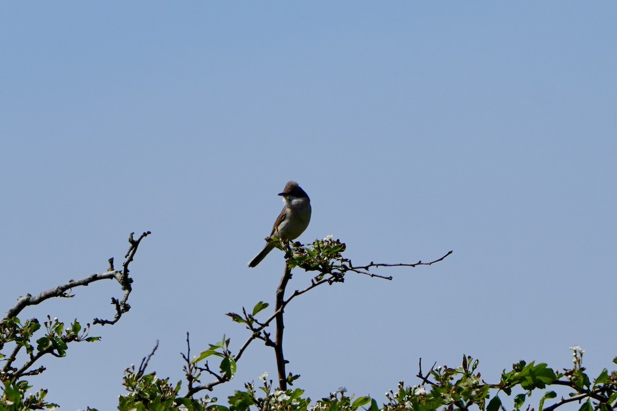 Greater Whitethroat - Willem Van Bergen