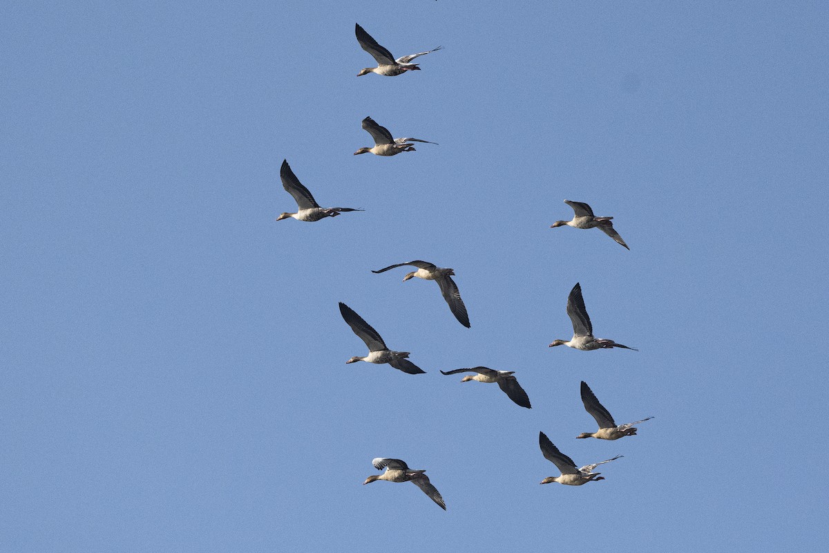Graylag Goose - Wachara  Sanguansombat