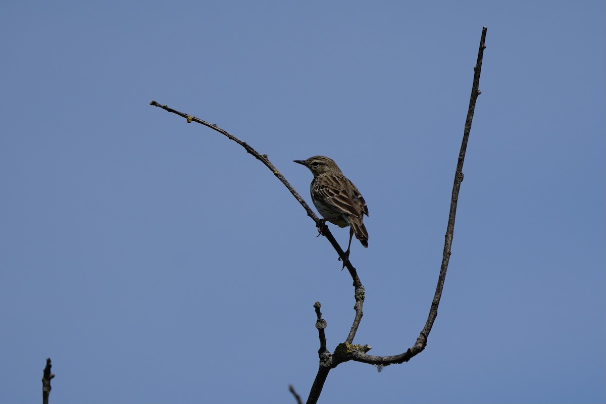 Tree Pipit - Willem Van Bergen