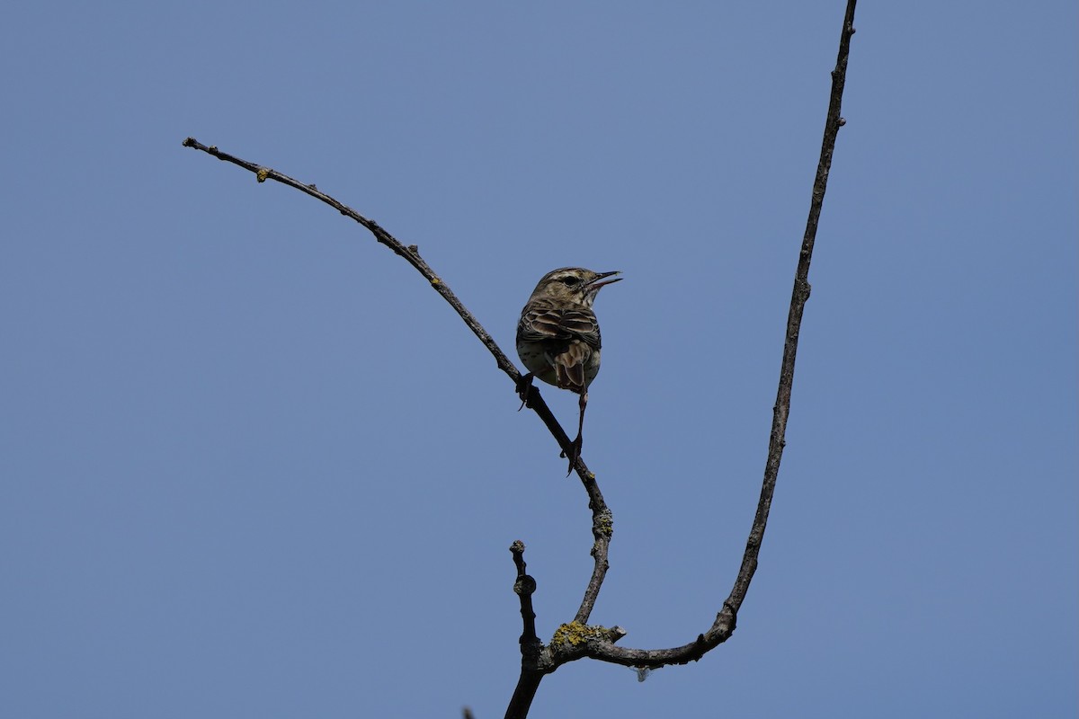 Tree Pipit - Willem Van Bergen