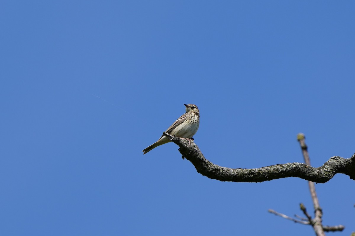 Tree Pipit - Willem Van Bergen