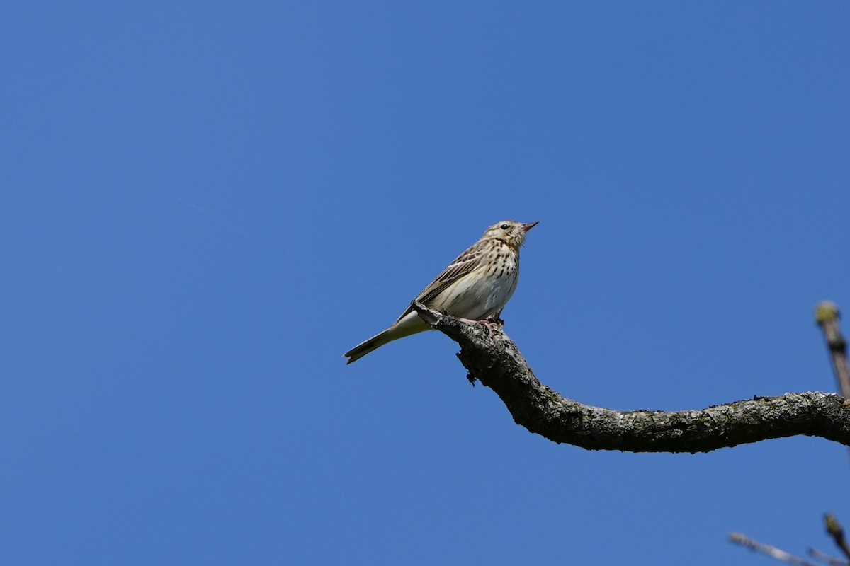 Tree Pipit - ML619017708