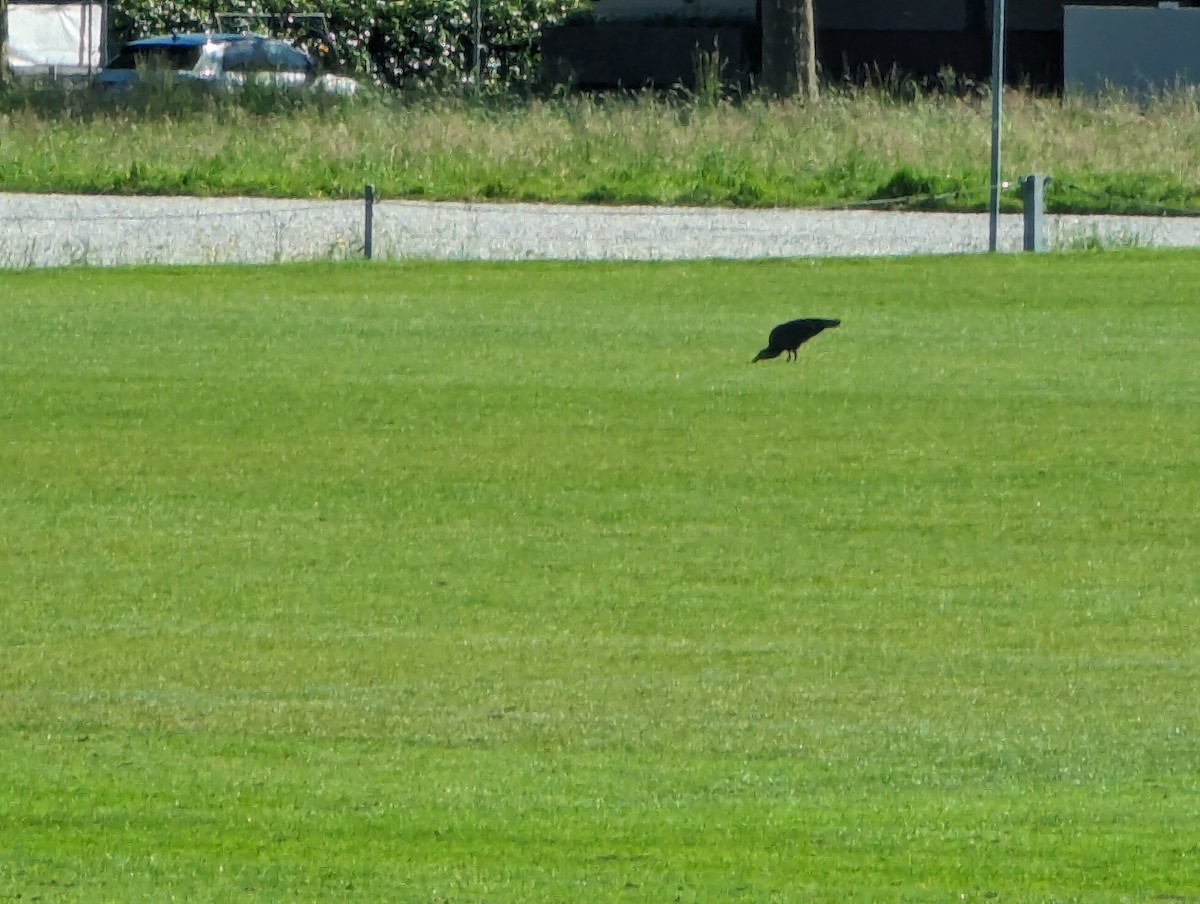 Northern Bald Ibis - Julian Baumann