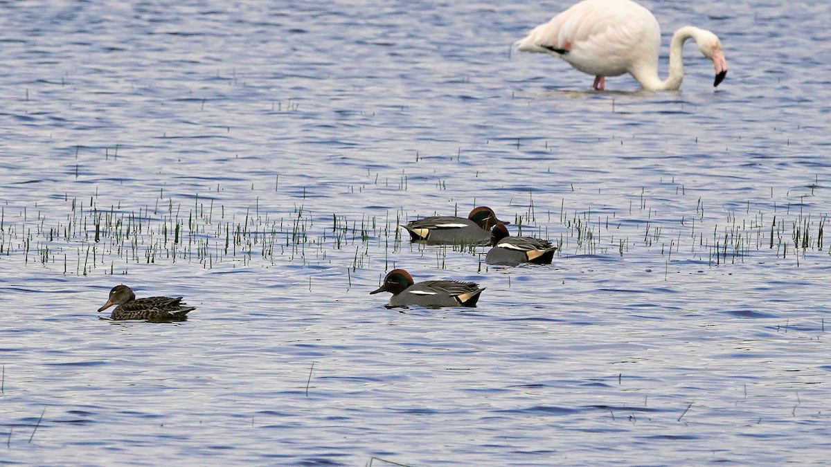 Green-winged Teal - Hans-Jürgen Kühnel