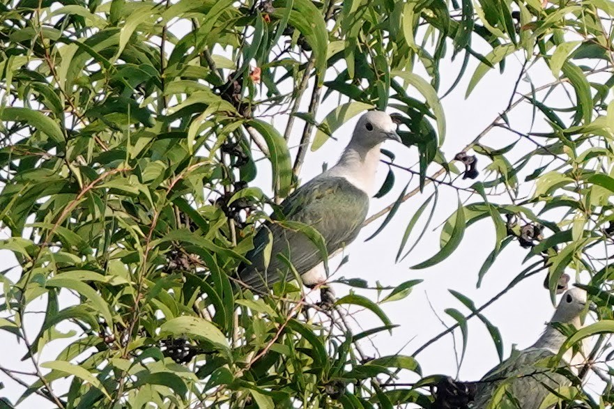 Green Imperial-Pigeon - Brecht Caers