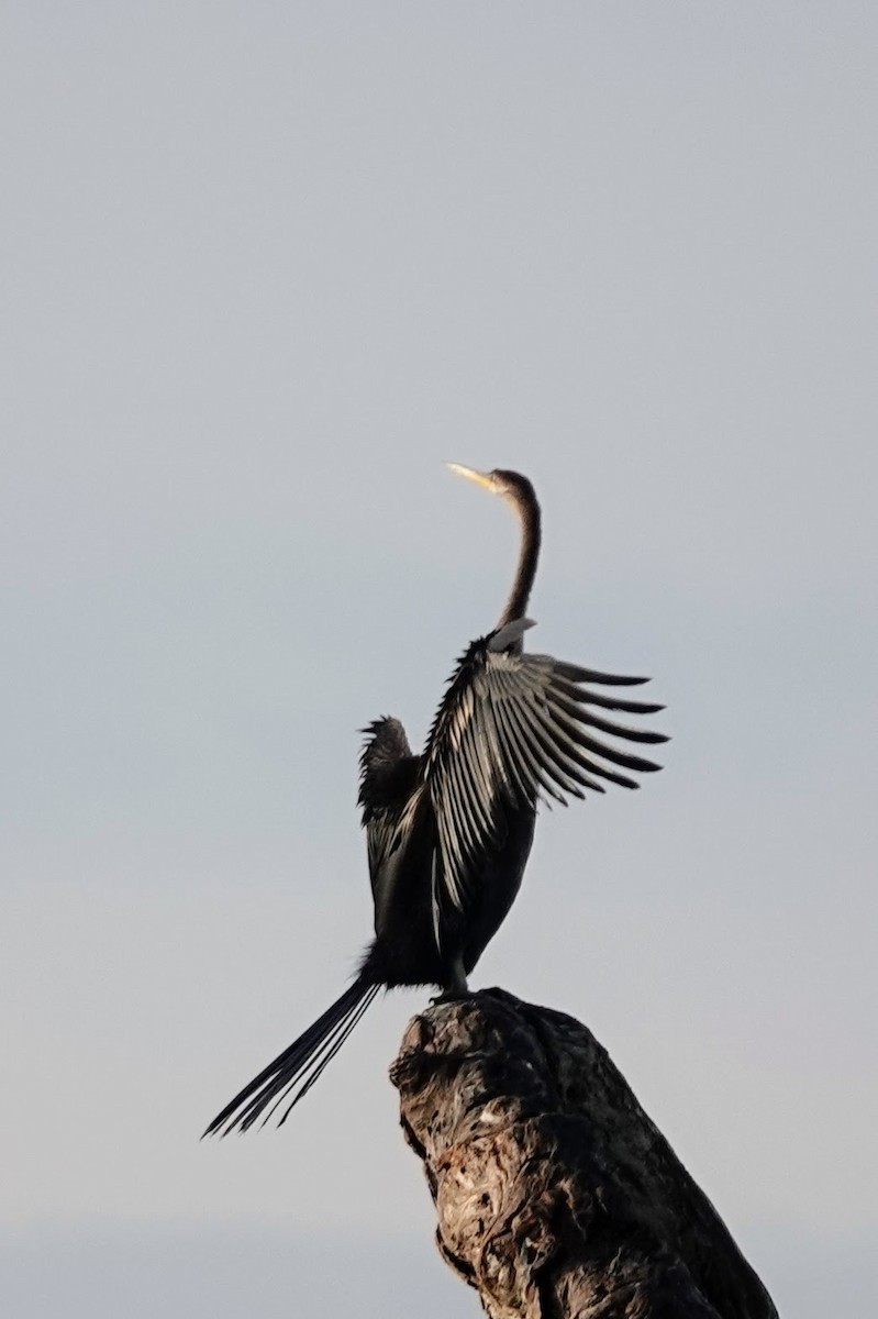 Oriental Darter - Brecht Caers