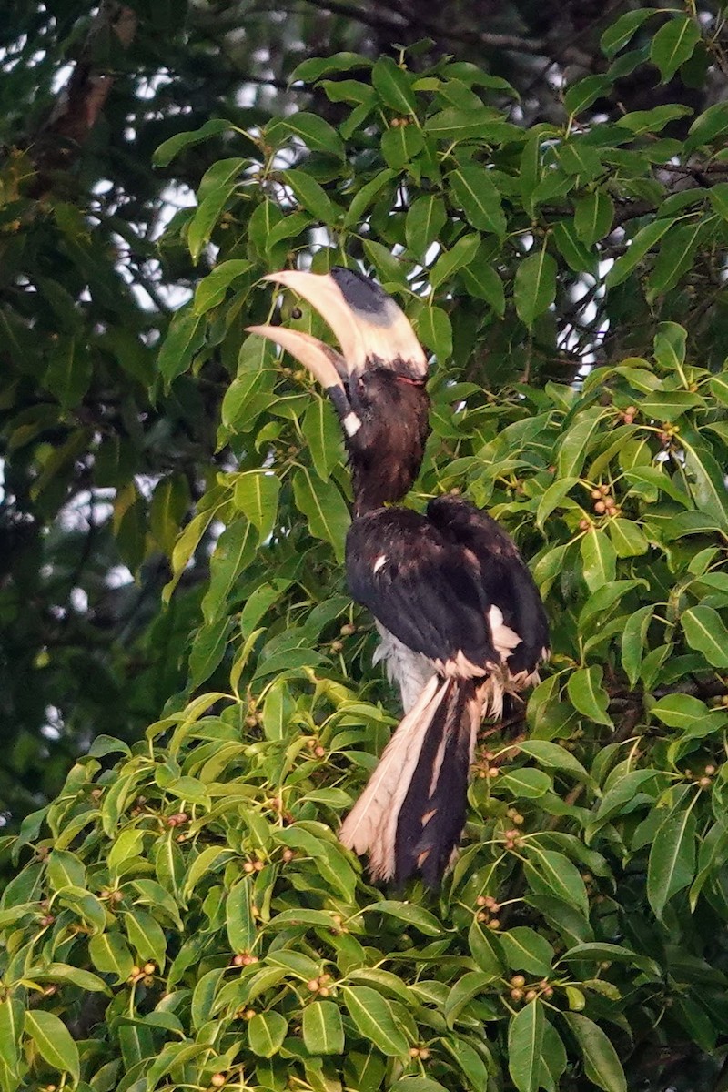 Malabar Pied-Hornbill - Brecht Caers