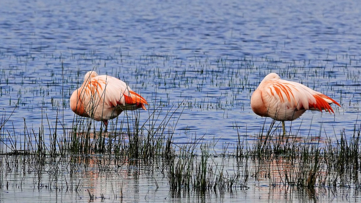 Chilean Flamingo - Hans-Jürgen Kühnel