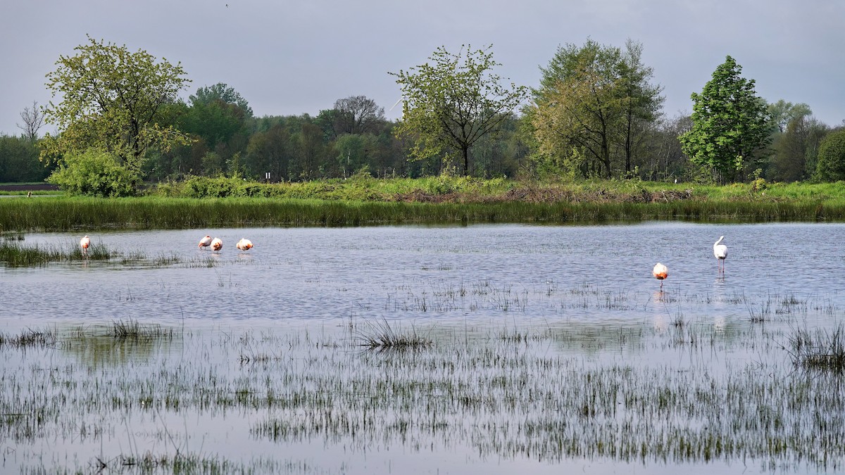 Chilean Flamingo - ML619017741