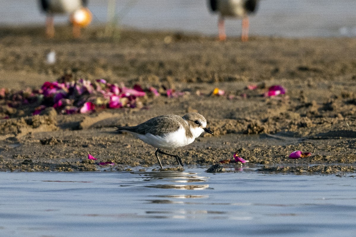 Kentish Plover - Wachara  Sanguansombat