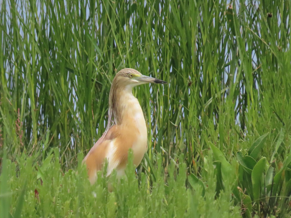 Squacco Heron - ML619017757