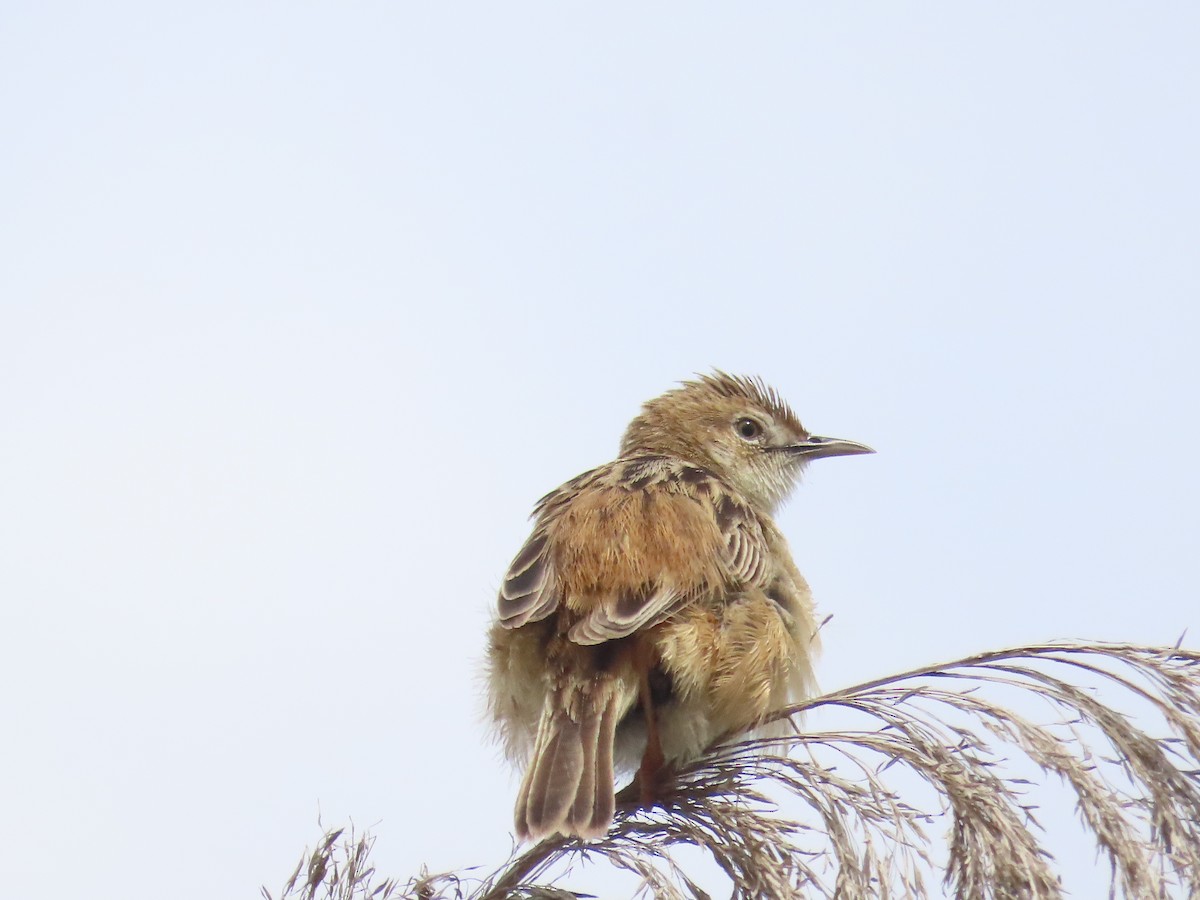 Zitting Cisticola - ML619017760